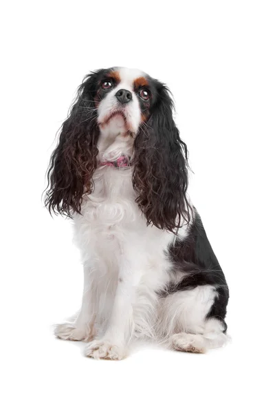 Cavalier king charles spaniel dog — Stock Photo, Image
