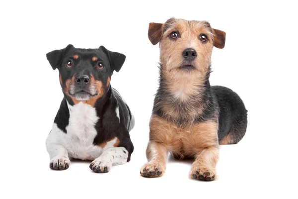 Jack Russel Terrier et chien de race mixte — Photo