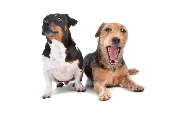 Джек Рассел Терьер и пёс смешанной породы — стоковое фото