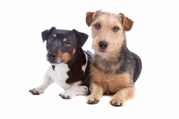 Jack Russel Terrier y perro de raza mixta — Foto de Stock