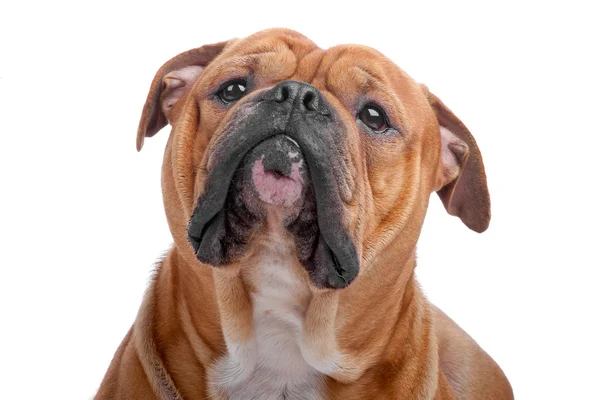 เก่า อังกฤษ bulldog — ภาพถ่ายสต็อก