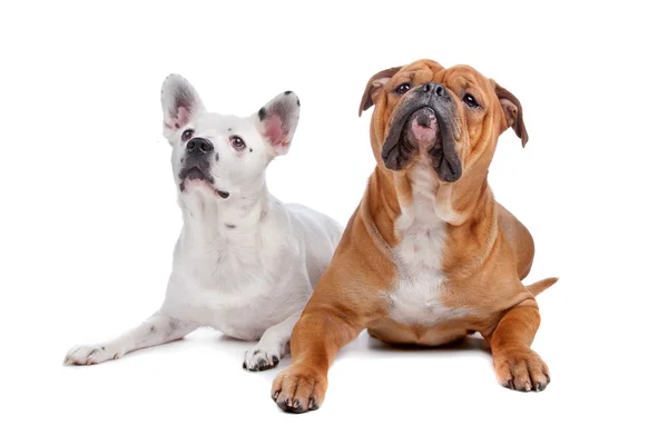 Gamla engelska bulldog, mix fransk bulldog/nötkreatur hund — Stockfoto