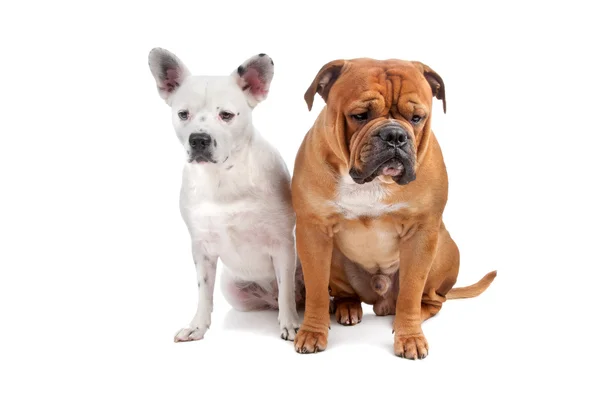 Eski İngilizce bulldog, mix Fransız bulldog/büyükbaş hayvan köpek — Stok fotoğraf