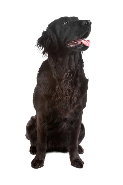Mix flatcoated retriever / golden retriever dog — Fotografia de Stock