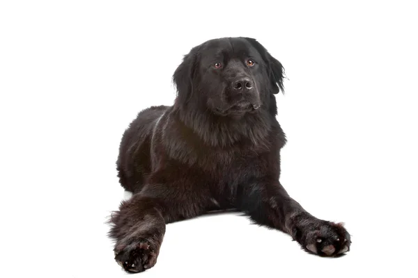 Змішайте новий ливарний/бернський гірський собаку — стокове фото