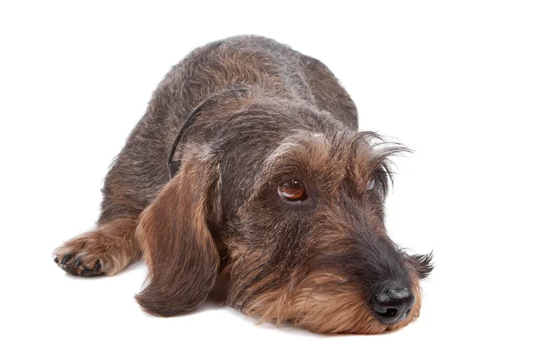 Draad haired teckel hond — Stockfoto