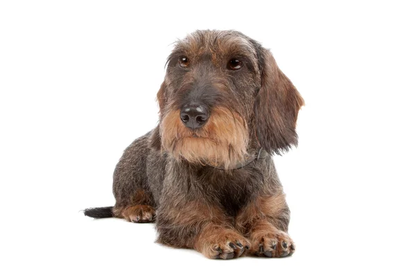 Draad haired teckel hond — Stockfoto