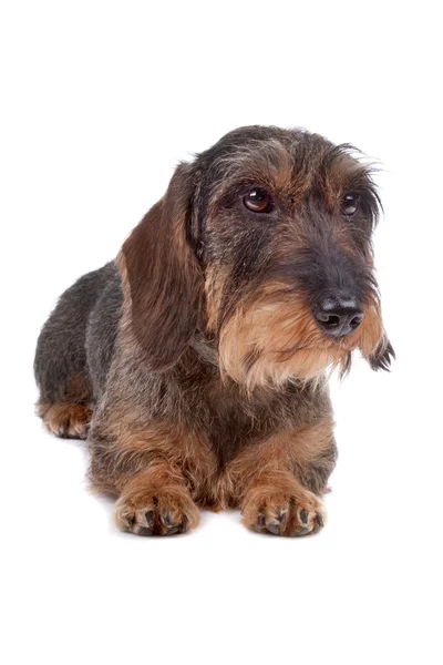Cabelo de fio cão dachshund — Fotografia de Stock