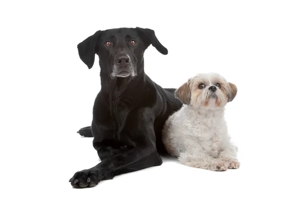 Två blandras hundar — Stockfoto