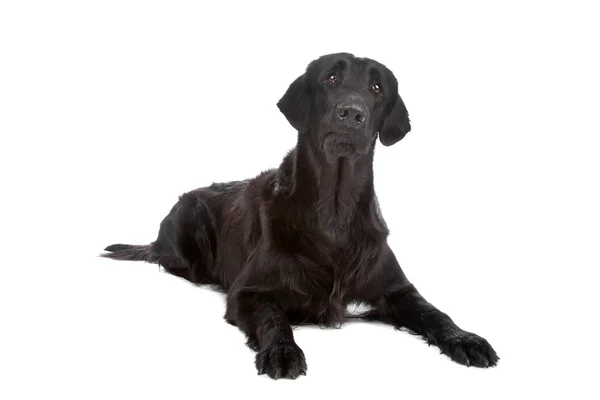 Flat coated retriever hond — Stockfoto