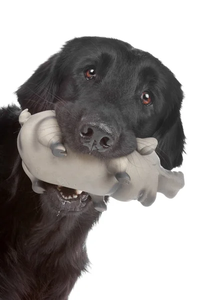 Flat coated retriever dog — Stock Photo, Image