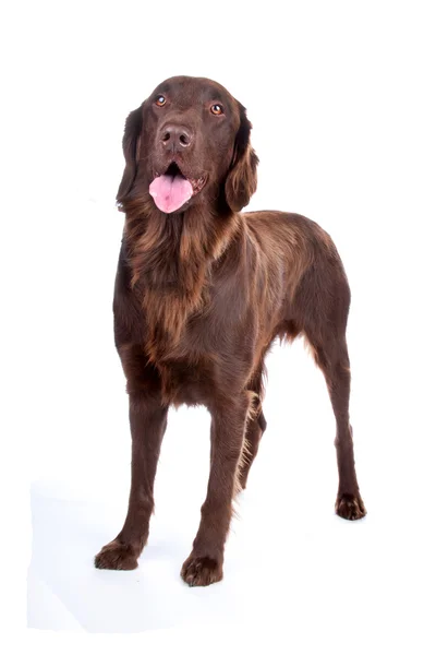 Pies pies brązowy flatcoated — Zdjęcie stockowe