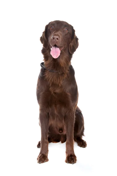 Brown Flatcoated retriever dog — Stock Photo, Image