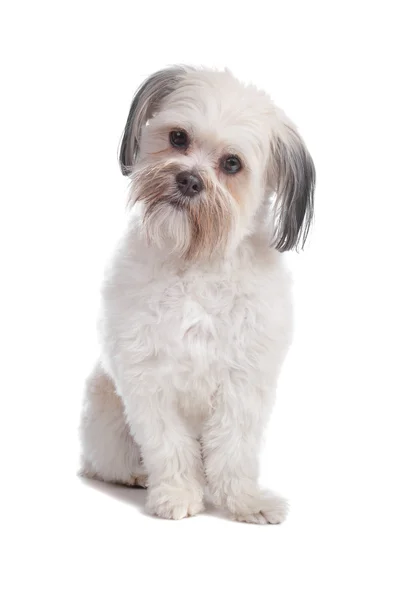 ブーマーの混合された品種犬 — ストック写真