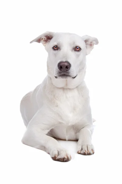 Câine de rasă mixtă, labrador ciobănesc alb — Fotografie, imagine de stoc