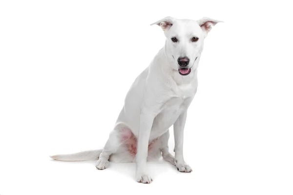 Blandad ras hund, vit herde labrador — Stockfoto