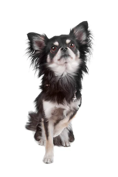 Şirin chihuahua köpek — Stok fotoğraf