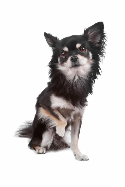 Pies chihuahua słodkie — Zdjęcie stockowe