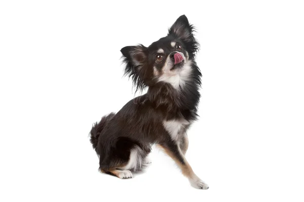 Pies chihuahua słodkie — Zdjęcie stockowe
