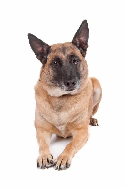 Bélgica Sheperd dog — Fotografia de Stock