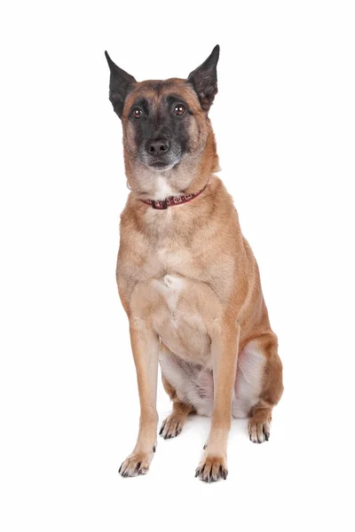 ベルギー シェパード犬 — ストック写真