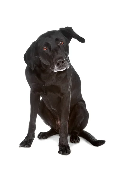 Mixed breed dog — Stock Photo, Image