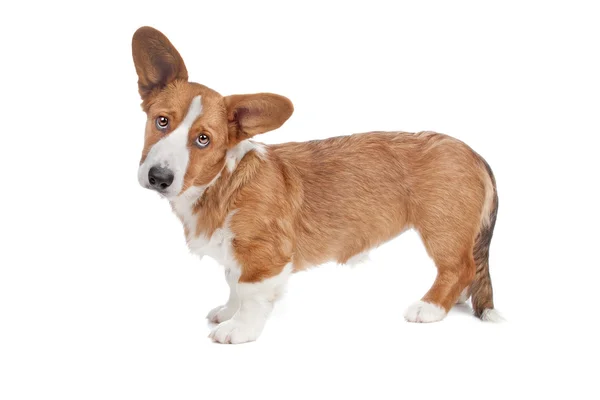Welsh corgi honden — Stockfoto
