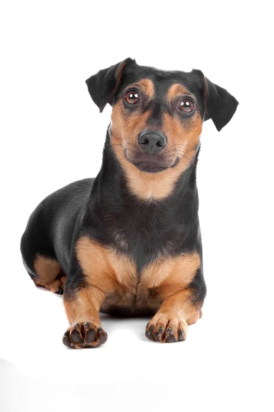 Jack Russel terrier cane — Foto Stock