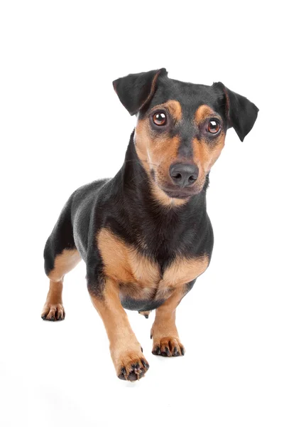 Jack Russel chien terrier — Photo