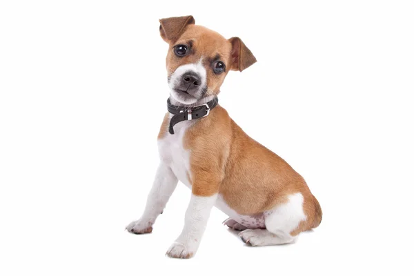 Cãozinho Jack Russel Terrier — Fotografia de Stock