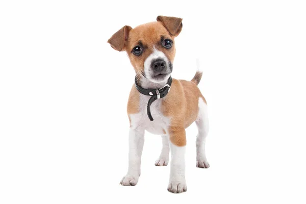 Jack Russel terrier chiot — Photo