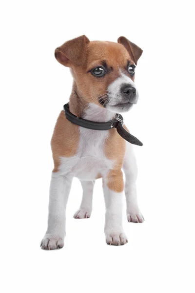 Jack Russel Terrier cachorro —  Fotos de Stock