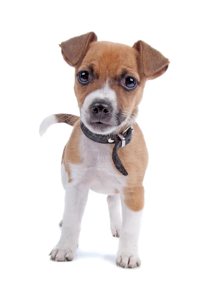 Jack Russel teriér štěně — Stock fotografie