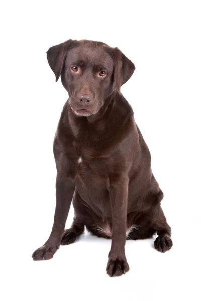 Chocolate Labrador retriever dog — Stock Photo, Image
