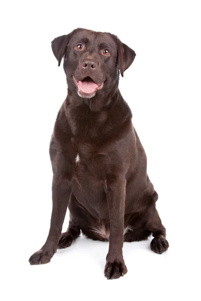 Chocolat labrador retriever chien — Photo