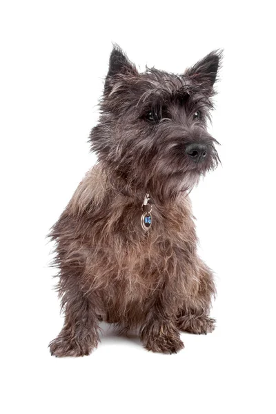 Cairn terrier perro — Foto de Stock