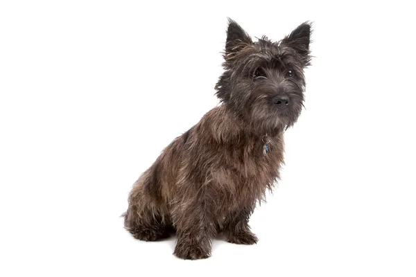 Cairn Terrier Hund — Stockfoto
