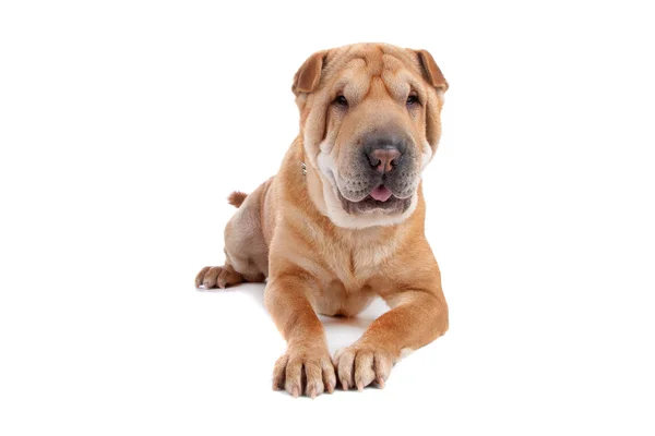 Cão Shar Pei — Fotografia de Stock