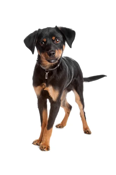 Cachorro de raza mixta — Foto de Stock