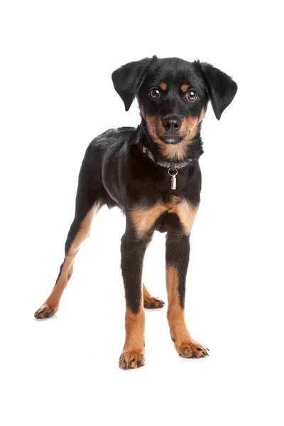 Karışık cins köpek yavrusu — Stok fotoğraf