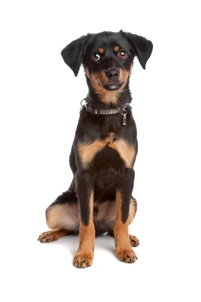 Cachorro de raza mixta —  Fotos de Stock