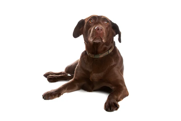 Labrador Vizsla kutya — Stock Fotó
