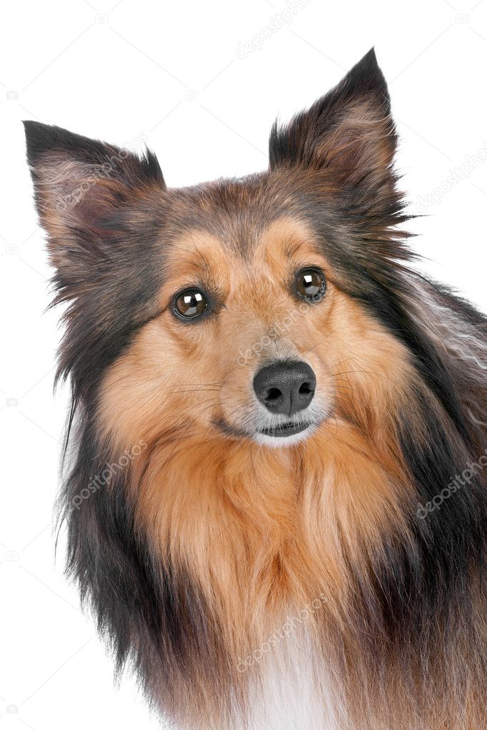 Portrait of a sheltie dog