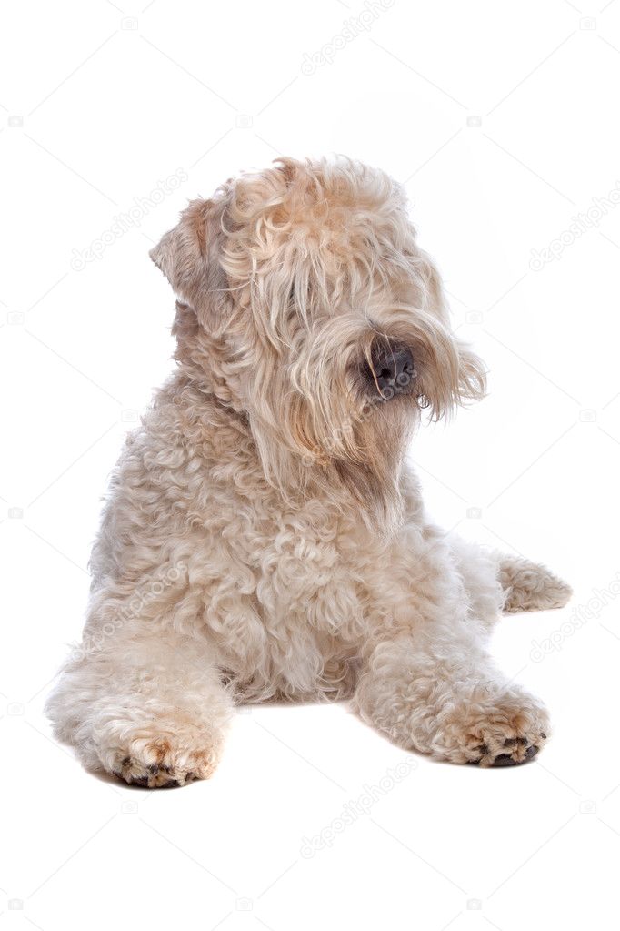wheaten terrier stuffed animal