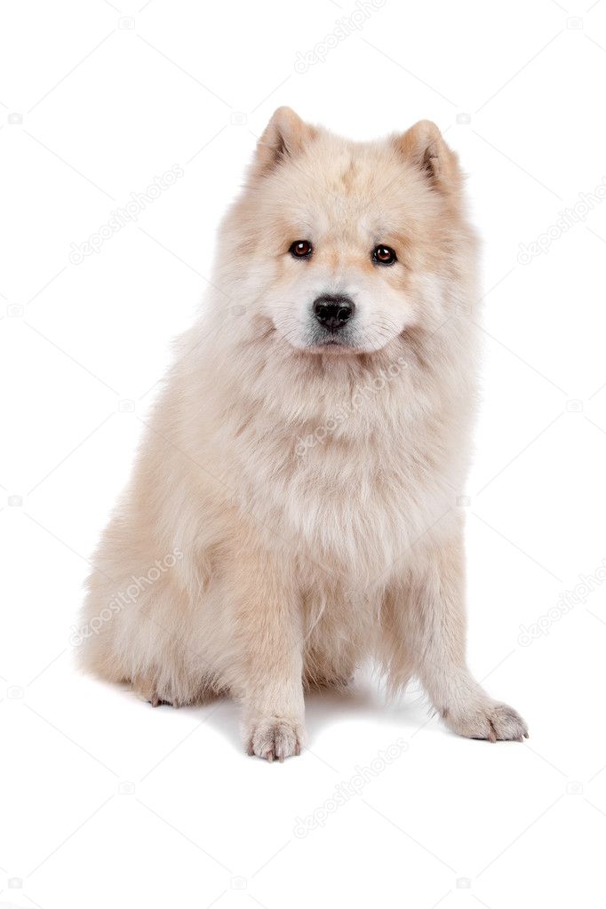 Samoyed cross hot sale chow chow