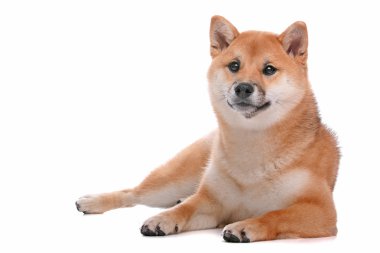 Shiba Inu köpek beyaz arka plan önünde