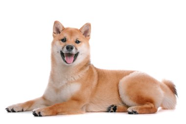 Shiba Inu köpek beyaz arka plan önünde