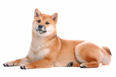 Shiba Inu köpek beyaz arka plan önünde