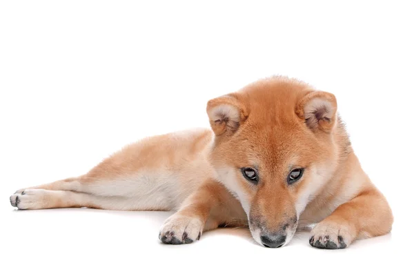 Shiba inu pies — Zdjęcie stockowe
