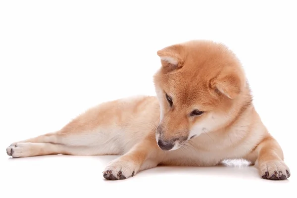 Shiba inu perro —  Fotos de Stock